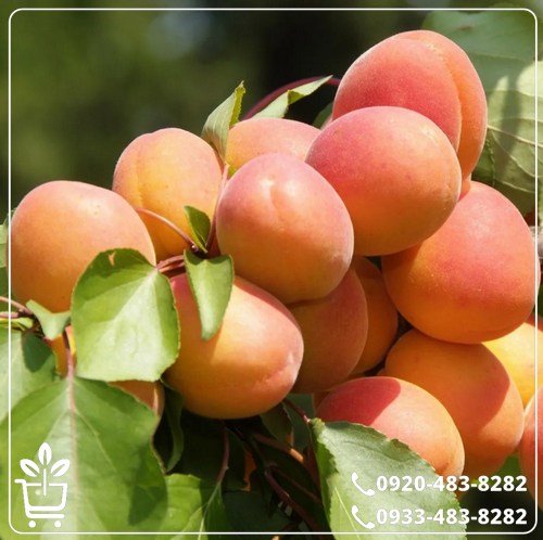 خرید نهال زردآلو نصیری