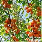 قیمت نهال زردآلو نصیری