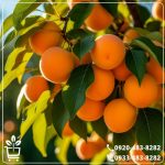خرید نهال زردآلو پرتقالی