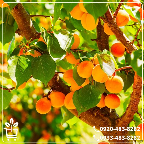 قیمت نهال زردآلو پرتقالی
