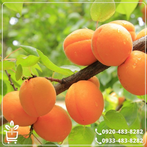 خرید نهال زردآلو چتری