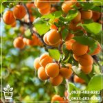 قیمت نهال زردآلو چتری