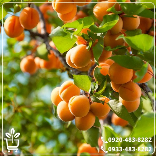 قیمت نهال زردآلو چتری