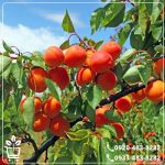 خرید نهال زردآلوپوست قرمز