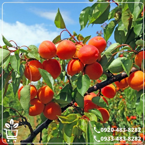 خرید نهال زردآلوپوست قرمز