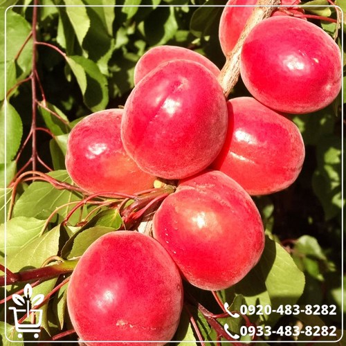 قیمت نهال زردآلوپوست قرمز