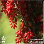 قیمت نهال زرشک بیرجند