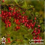 خرید نهال زرشک بیرجند