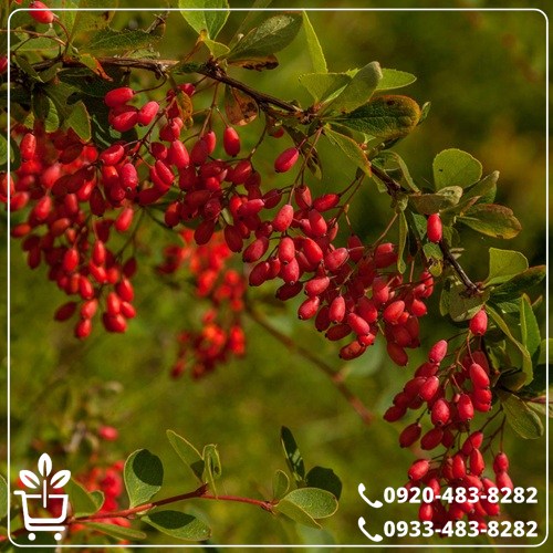 خرید نهال زرشک بیرجند