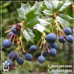 قیمت نهال زرشک سیاه بیدانه