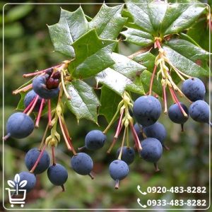 قیمت نهال زرشک سیاه بیدانه