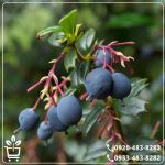 خرید نهال زرشک سیاه بیدانه