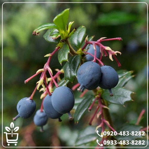 خرید نهال زرشک سیاه بیدانه