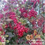 قیمت نهال زرشک قائنات