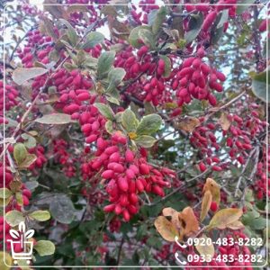 قیمت نهال زرشک قائنات