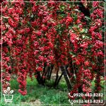 خرید نهال زرشک قائنات