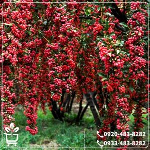 خرید نهال زرشک قائنات