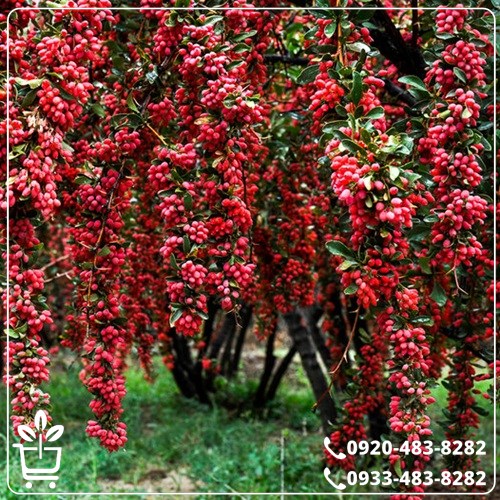 خرید نهال زرشک قائنات