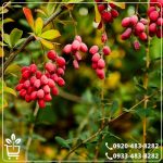 قیمت نهال زرشک قرمز بیدانه