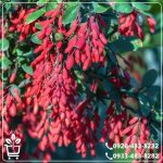 خرید نهال زرشک قرمز بیدانه