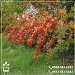 قیمت نهال زرشک پفکی