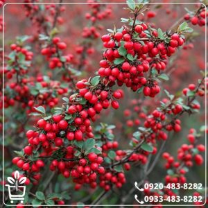 خرید نهال زرشک پفکی