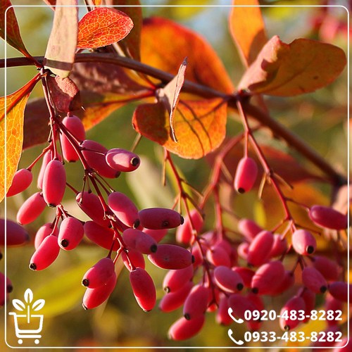 قیمت نهال زرشک پلویی