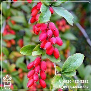 خرید نهال زرشک پلویی