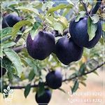 قیمت نهال سیب جرومین