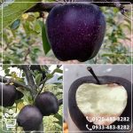 خرید نهال سیب جرومین