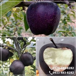 خرید نهال سیب جرومین