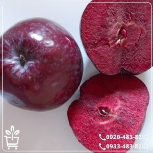 قیمت نهال سیب خونی