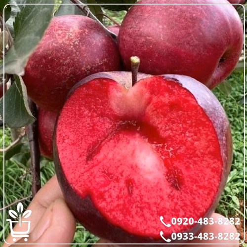 خرید نهال سیب خونی