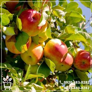 قیمت نهال سیب دورنگ فرانسه