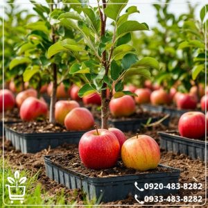 خرید نهال سیب دورنگ فرانسه