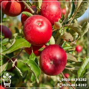 قیمت نهال سیب رد دلیشز
