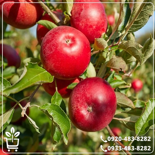 قیمت نهال سیب رد دلیشز