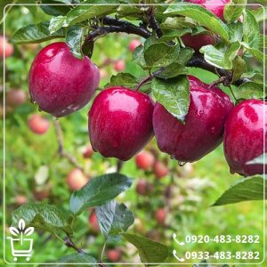 خرید نهال سیب رد دلیشز