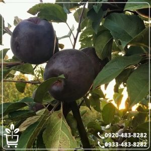 قیمت نهال سیب ردمریکال