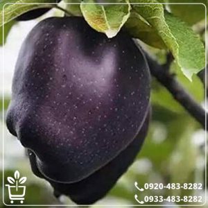 خرید نهال سیب ردمریکال