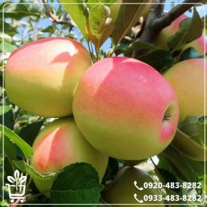 قیمت نهال سیب رندرز