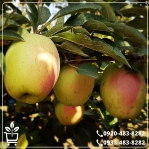 خرید نهال سیب رندرز