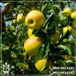 خرید نهال سیب زرد فرانسه
