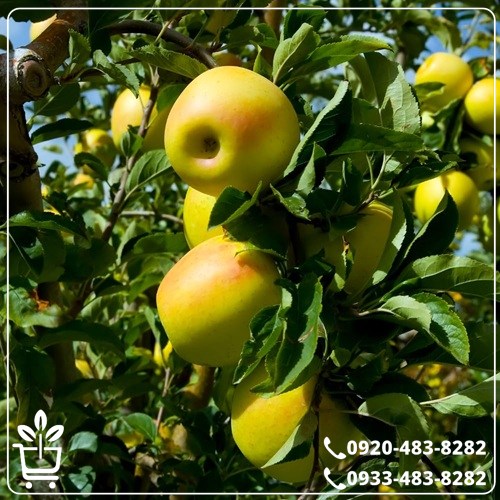 خرید نهال سیب زرد فرانسه