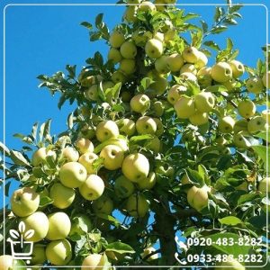 قیمت نهال سیب زرد فرانسه