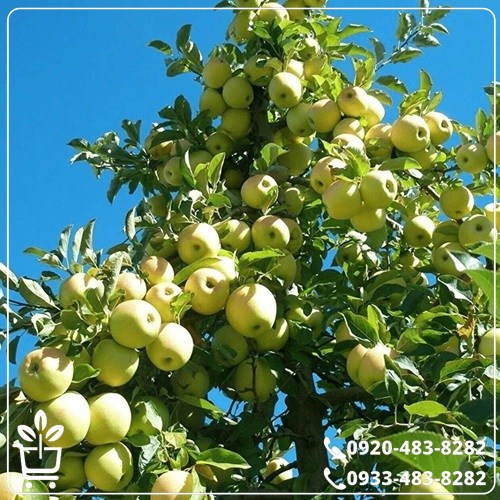 قیمت نهال سیب زرد فرانسه