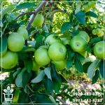 قیمت نهال سیب سبز گران اسمیت