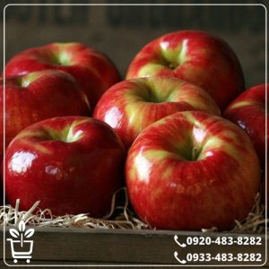 قیمت نهال سیب قرمز فرانسه