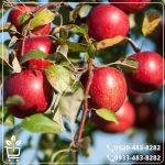 قیمت نهال سیب قرمز مراغه