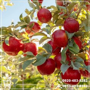 خرید نهال سیب قرمز مراغه